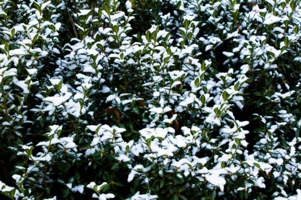 istock Freshly fallen snow on a green bush 1340461107