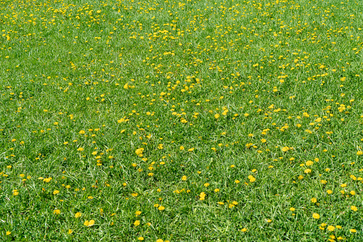 Beautiful green grass background. Sunlit lawn with green grass and yellow dandelion flowers.