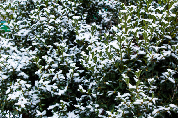 istock Freshly fallen snow on a green bush 1340461144