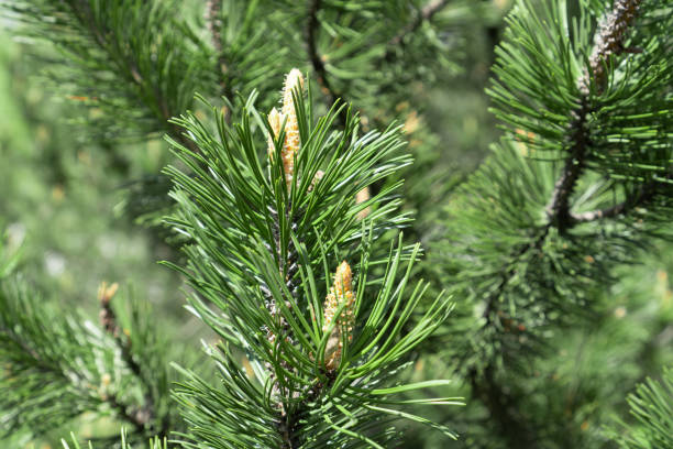 istock Pine tree branch with young cones. Natural green coniferous background. 1340461171