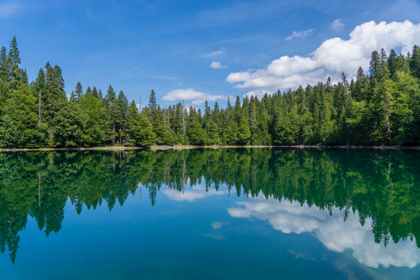 istock Mountain lake surrounded by dense coniferous and beech forest. Montenegro, Europe 1340461218