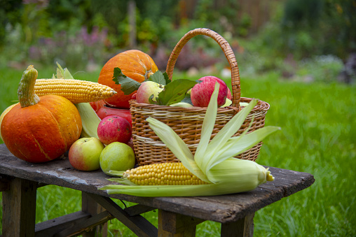 Bright pumpkins , juicy apples, corn are lying on an old wooden bench in the garden.