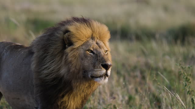 Slow moiton Close-up magnificient male lion walking towards camera in African savannah grasslands