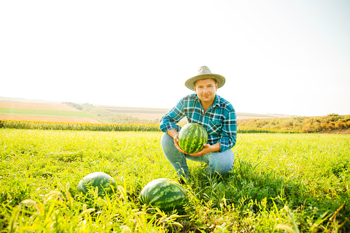 farmer holds a watermelon in his hand, looks at the camera the man is happy. Caucasian male with hat on his head.