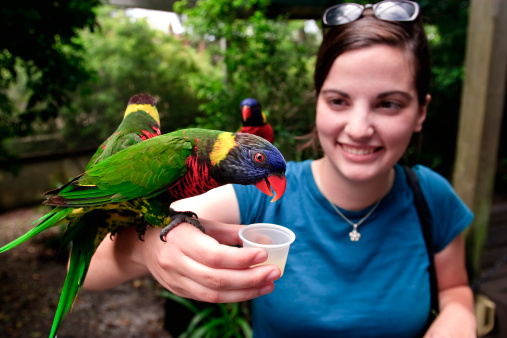 red and green Sun Conure parrot eat feed on branch, pet and animal concept