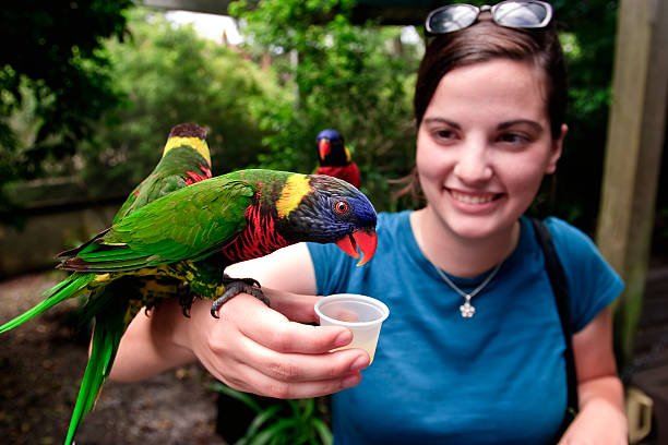 Bird Feeder Young woman feeding Lorikeets at Tampa's Lowry Park Zoo. lorikeet stock pictures, royalty-free photos & images