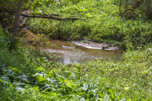 istock Beautiful stream in a shady summer park 1340466596