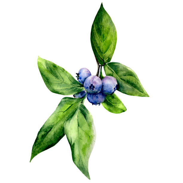 Blueberry illustration. Blueberry illustration. Berries hand-drawn in watercolor. huckleberry stock illustrations