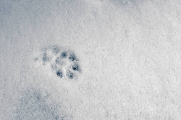 istock dog trail in the first snow after heavy snowfall 1340466948