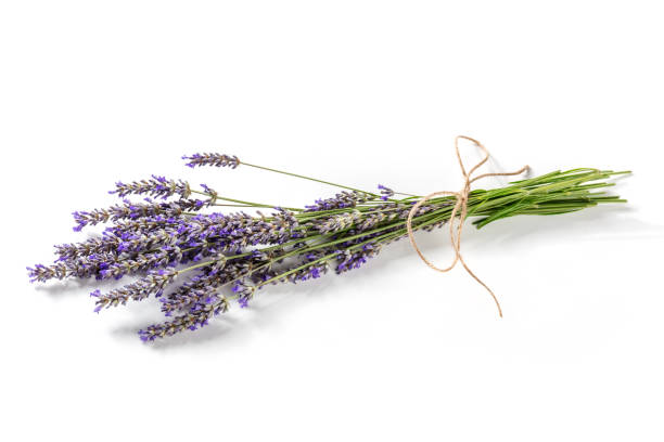 istock Lavender flower bouquet on a white background, lavandula 1340468474