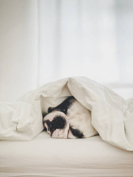 istock French Bulldog in bed sleeping, close up shot 1340472222