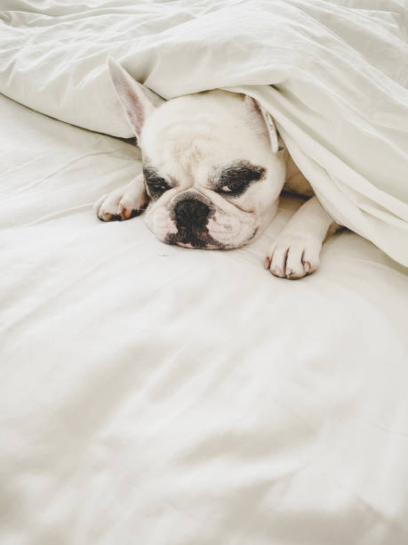 istock Grumpy French Bulldog lying under blanket in bed 1340472233