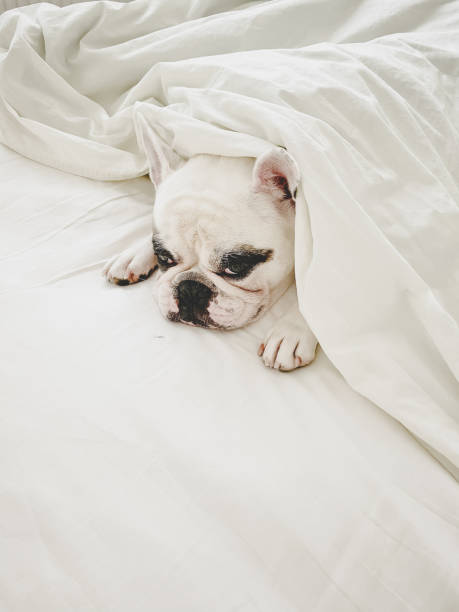 istock Grumpy French Bulldog lying under blanket in bed 1340472239