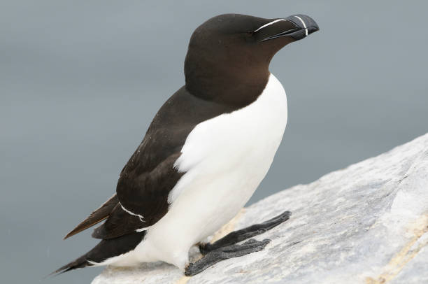 istock Razorbill, razor-billed auk, or lesser auk 1340474764