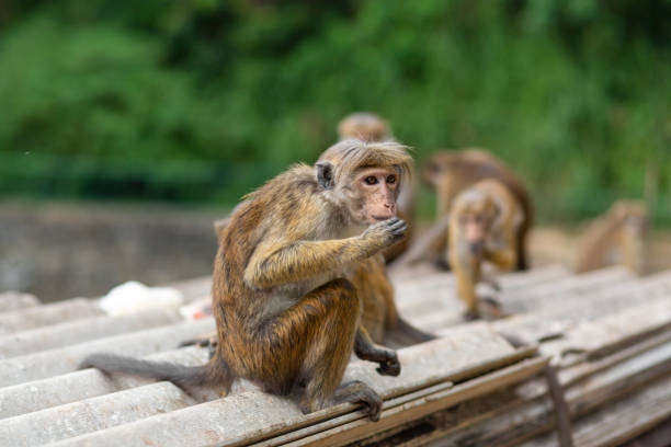 istock a flock of monkeys rummaging in a junkyard 1340476785