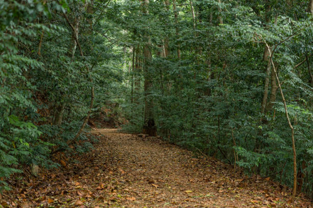 istock A path in the dense jungle. Natural reserve. The sun doesn't break through the trees 1340476853