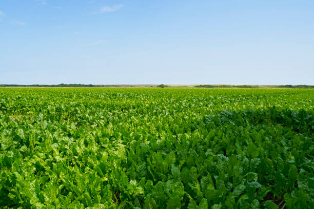 Across a field of sugar beet under a blue summer sky