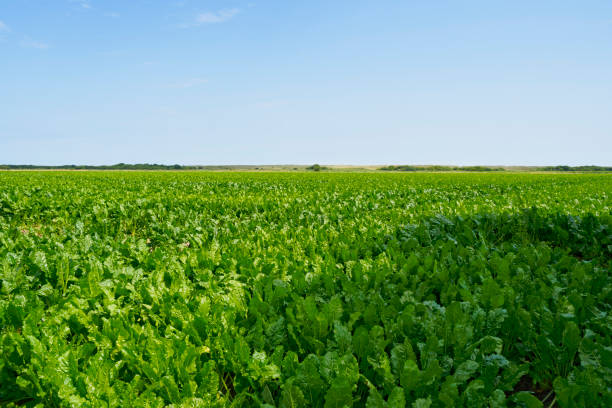 across a field of sugar beet under a blue summer sky - sugar beet beet field vegetable imagens e fotografias de stock