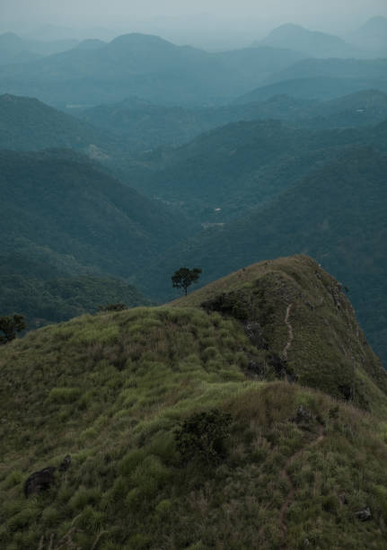 istock Alone tree stands on top of a mountain overlooking a range of mountains 1340477699