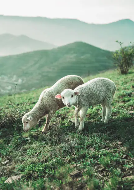 Photo of Two sheep walk in the meadow and eat grass.
