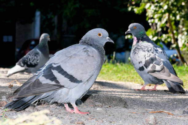 istock Urban wild pigeons 1340481713
