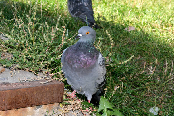 istock Urban wild pigeons 1340481784