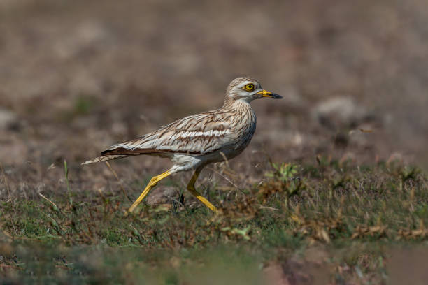 eurasischer steinbrachvogel - stone curlew stock-fotos und bilder