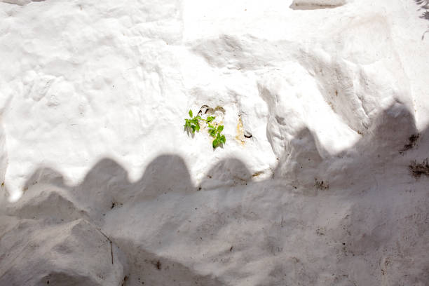 mur d’une façade de maison de village typique peinte avec de la chaux blanche et beaucoup de texture avec une plante et des ombres projetées dessus. - las alpujarras photos et images de collection