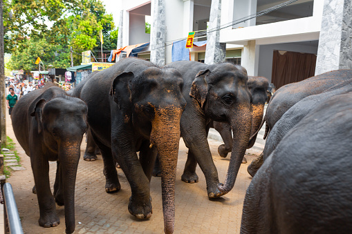 A herd of elephants is led down a city street after swimming in the river. Elephant orphanage in Sri Lanka. Colombo, Sri lanka - 02.06.2018