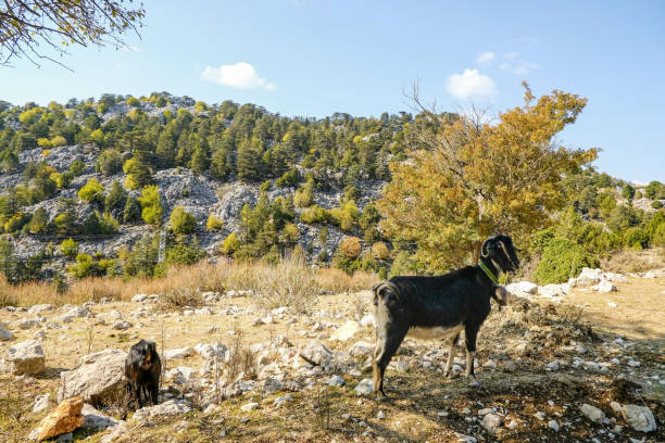 wild goats walk the mountains of turkey
