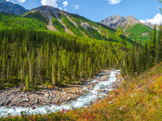 istock Mountain autumn river flow through forest. Beautiful alpine landscape with azure water in fast river. Power majestic nature of highlands. Altai Mountains. 1340486477