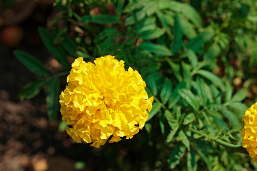 freshly blossomed sunflower plant between greens in bright colors