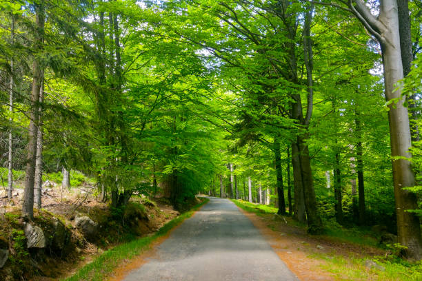 istock Beautiful trail for walks in a green forest with clean air. 1340488780