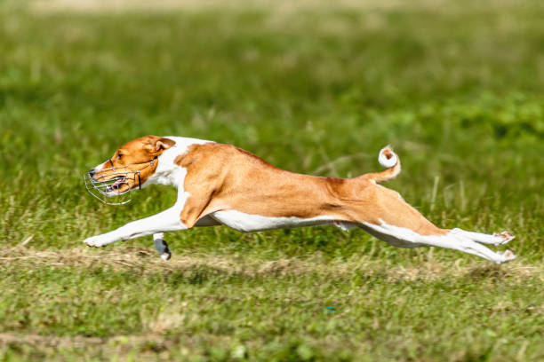 istock Basenji dog lure coursing competition on green field 1340489004