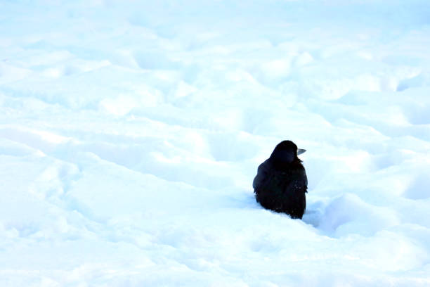 istock A black crow sits in the snow. It's cold bird in winter. 1340489016