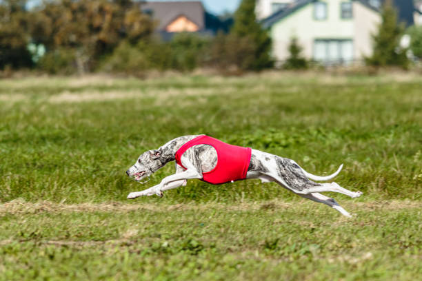 istock Whippet sprinter dog running and chasing on the field 1340489064