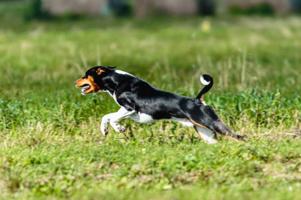 istock Basenji dog lure coursing competition on green field 1340489077