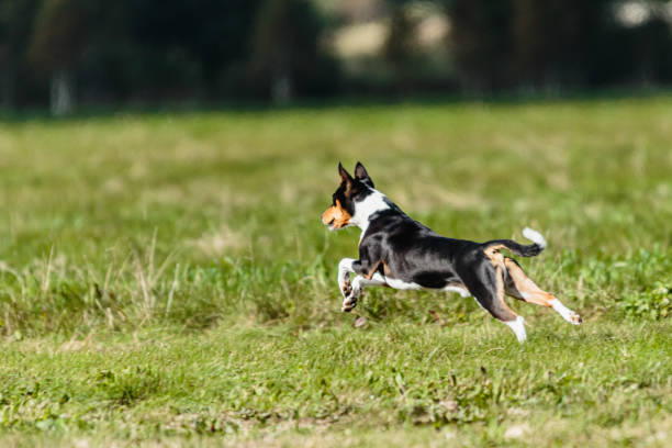 istock Basenji dog lure coursing competition on green field 1340489142