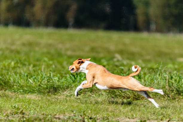 istock Basenji dog lure coursing competition on green field 1340489178