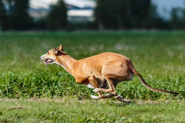 istock Greyhound dog running and chasing on the field 1340489204