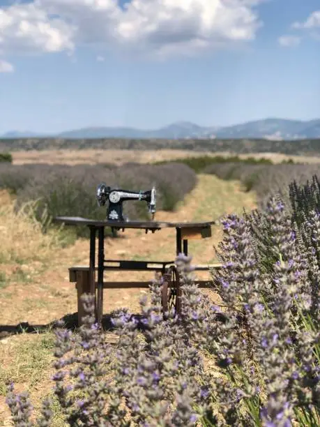 Lavender and sewing machine