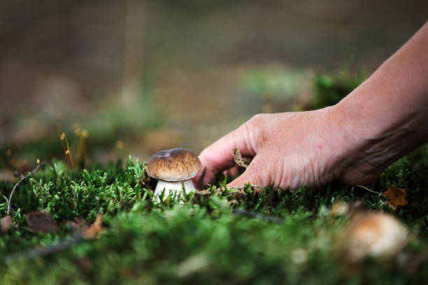 istock Picking mushrooms in the woods 1340489494
