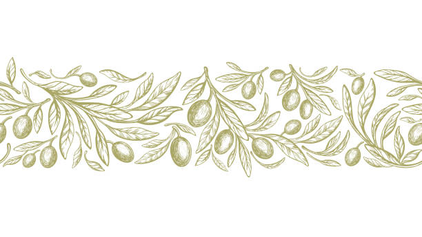 illustrations, cliparts, dessins animés et icônes de motif olive sans couture, bande répétée. fruits tirés - olive verte