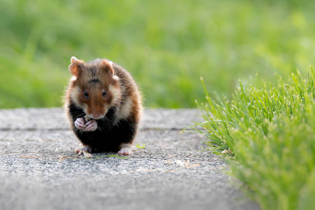 European hamster (Cricetus cricetus) rests along the way, Lower Austria, Austria,