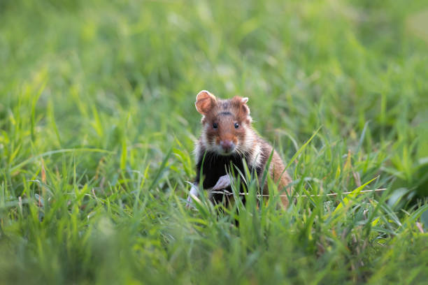 istock European hamster (Cricetus cricetus) is on the lookout, Lower Austria, Austria, 1340491741