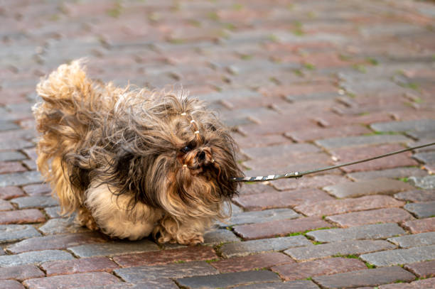 istock a little fluffy dog on a leash walks down a cobbled street 1340493849