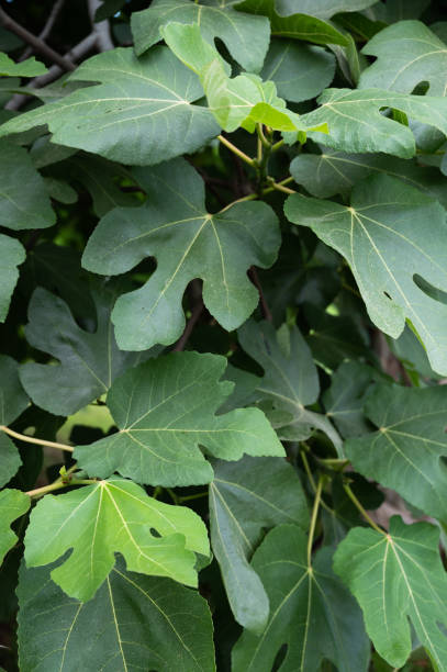 istock fresh green strawberry tree leaves 1340494203
