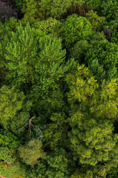 500+ Tree Canopy Pictures [HD] | Download Free Images on Unsplash