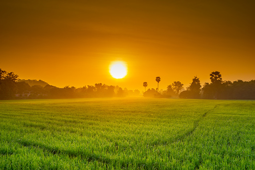 Rice field as the sun rises