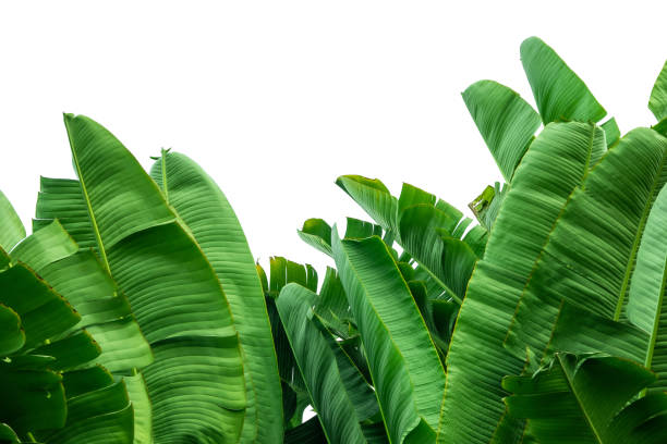 istock green banana leaf isolated on white background with clipping path for design elements, summer background, abstract green leaves texture, nature background 1340497496